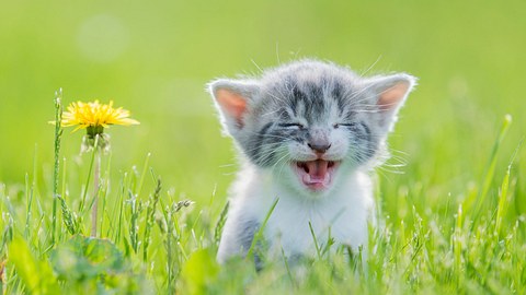 Katzenkörpersprache: was die Stellung ihrer Ohren über deine Katze verrät - Foto: FatCamera/iStock