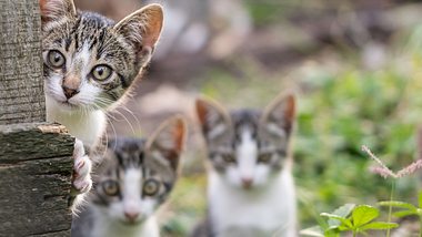 Die 100 süßesten Katzennamen: Schöne Namen für deine Katze! - Foto: :ConstantinCornel/istock