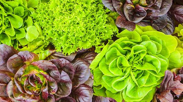 Verschiedene frische Salatköpfe - Foto: DutchScenery/iStock