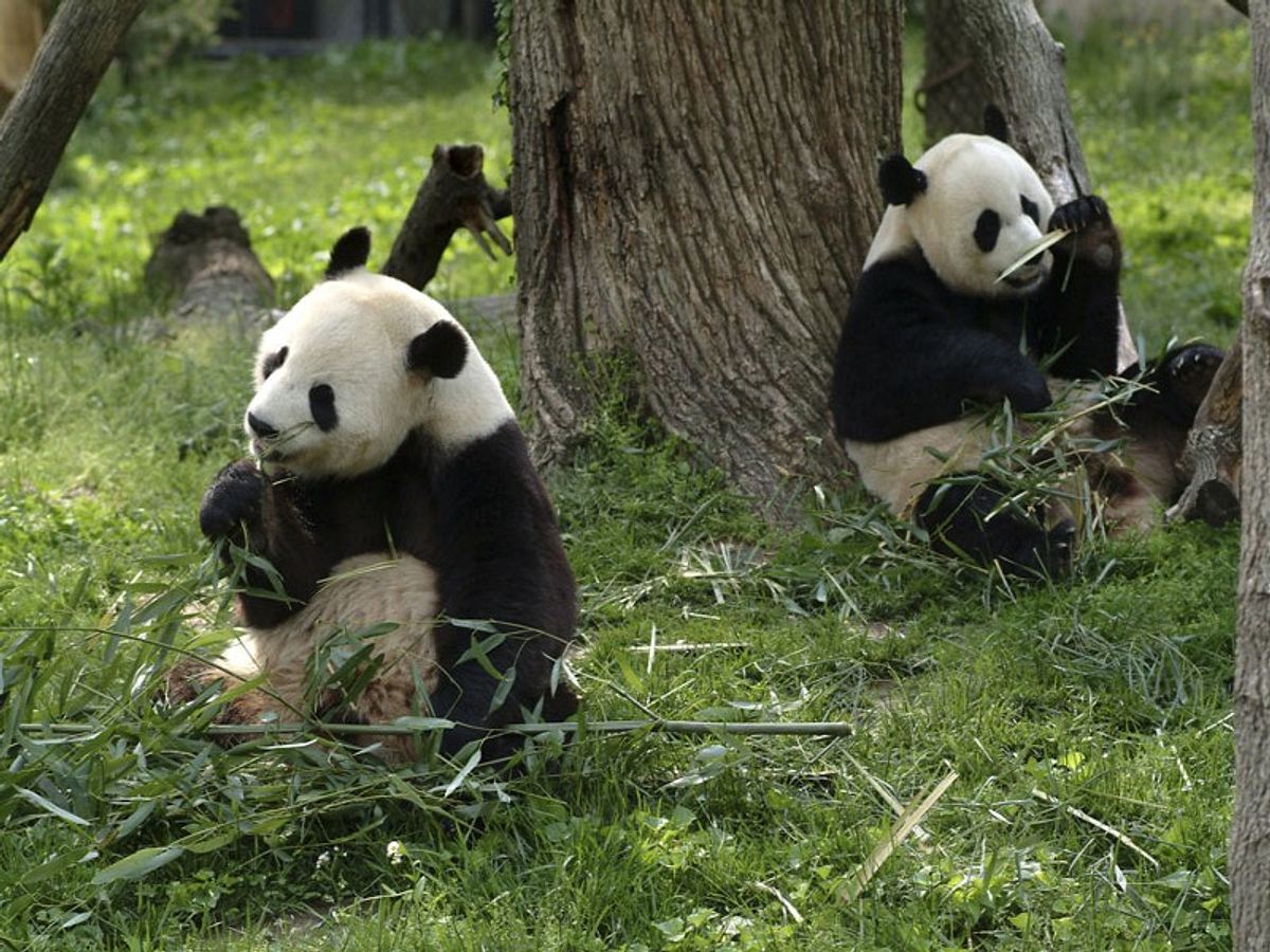 keine grosse lust auf sex haben riesenpandas