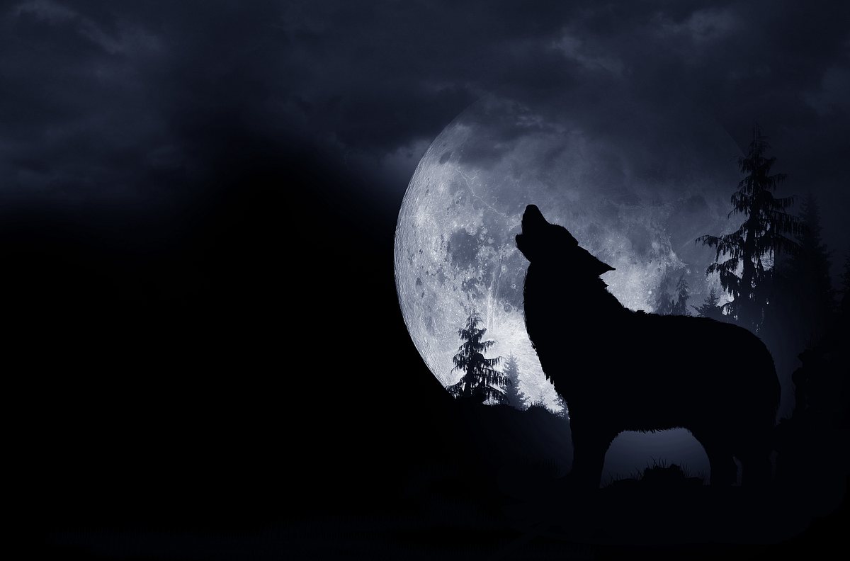 Heulender Wolf dunkler Hintergrund. Vollmond und die Wildnis.