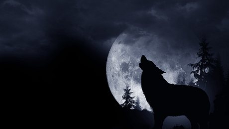 Heulender Wolf dunkler Hintergrund. Vollmond und die Wildnis. - Foto: welcomia/iStock