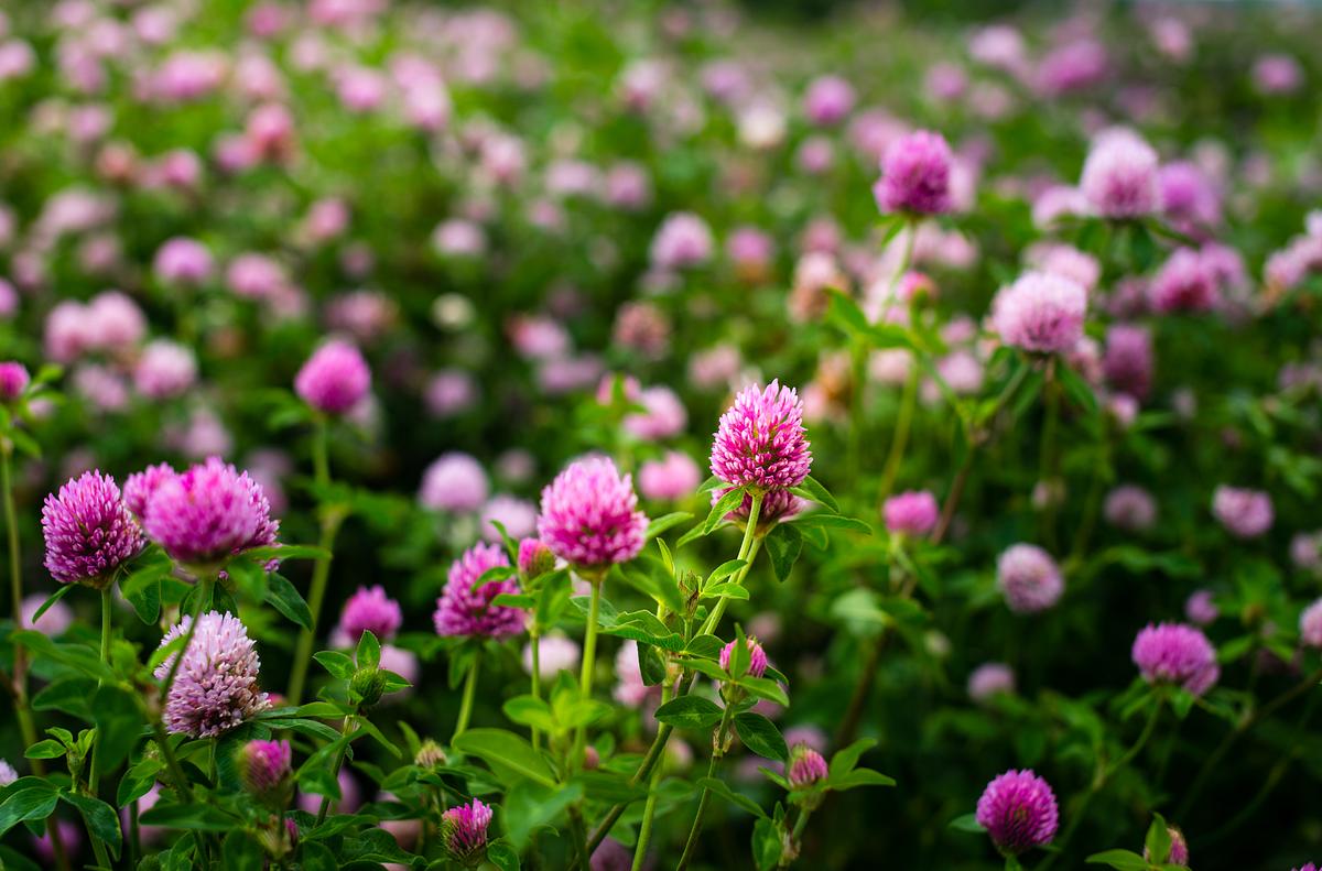 Kleeblüten sind essbar.