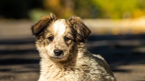 Ein Hundewelpe ist bei einem Unfall mit einem E-Biker gestorben. - Foto: Vlad Yushinov/istock