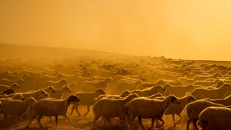 Bekommen wir bald Temperaturen wie in Australien? Laut Ergebnissen einer Studie zum Klimawandel sieht es 2050 danach aus. - Foto: CihatDeniz/Istock