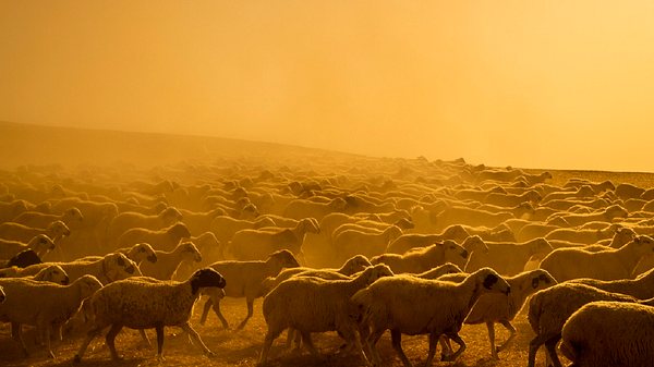 Bekommen wir bald Temperaturen wie in Australien? Laut Ergebnissen einer Studie zum Klimawandel sieht es 2050 danach aus. - Foto: CihatDeniz/Istock