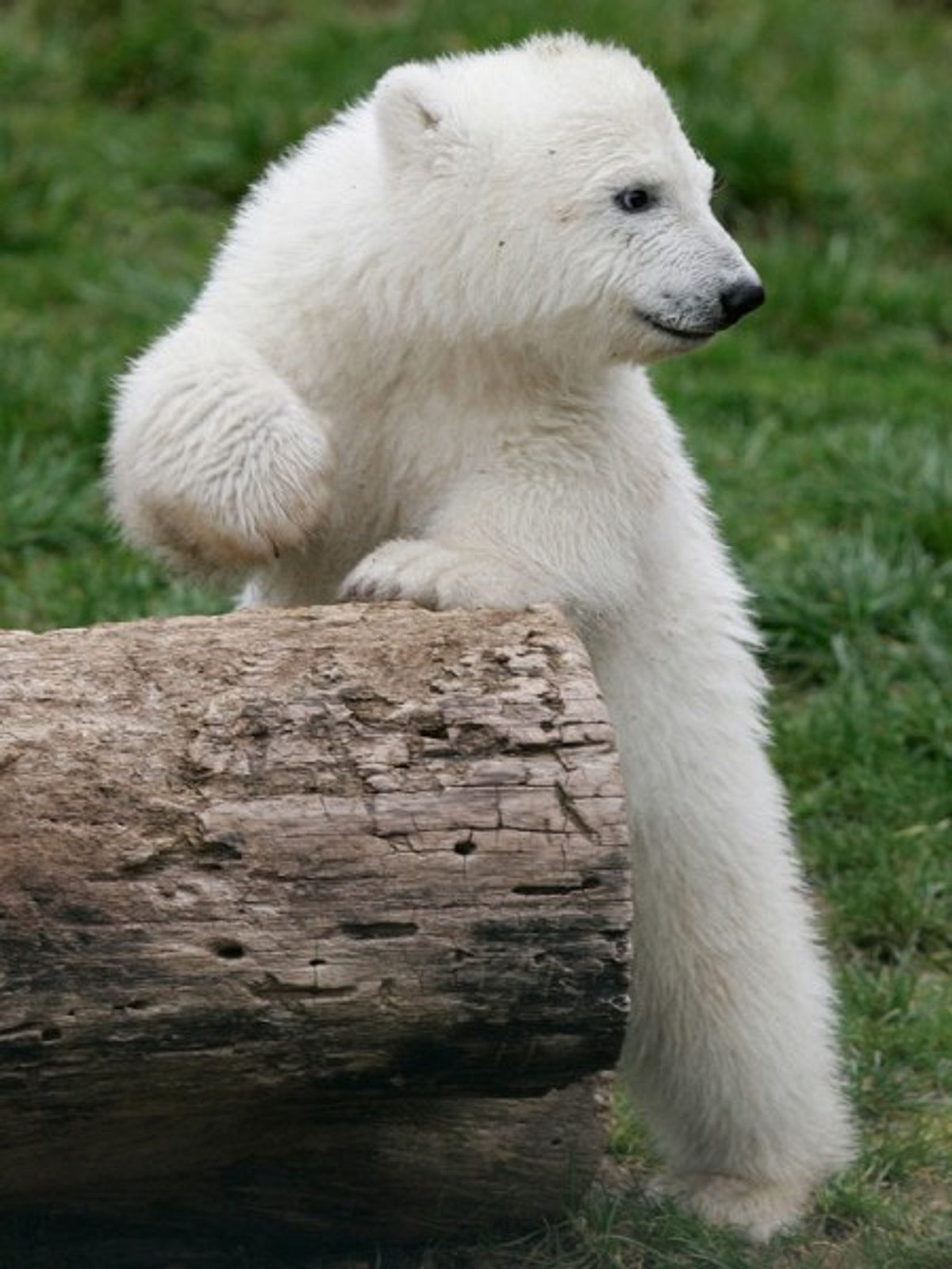 knut