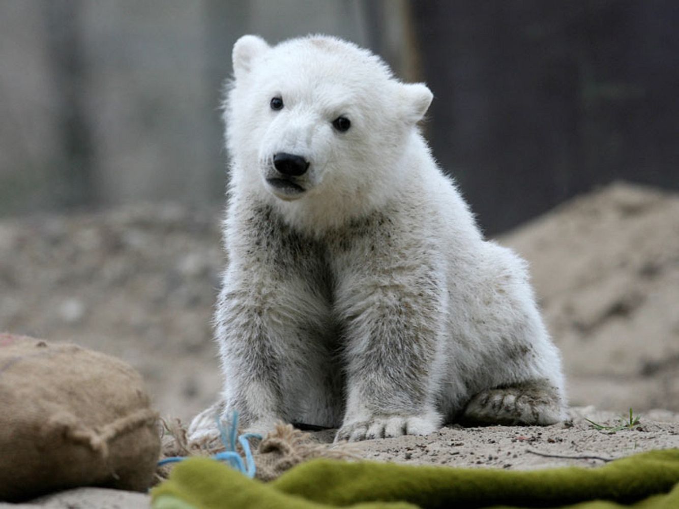 <p><b>Eisbär Knut: Die schönsten Fotos </b>Trauer um Deutschlands berühmtesten Eisbären: Knut ist nur vier Jahre alt geworden. Er trieb regungslos am Samstag den 19. März 2011 im Wasser des Eisbärengeheges im Zoo Berlin. Wie üblich, besuchten viele Knut-F knut
