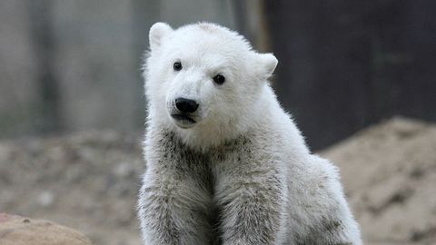 knut - Foto: getty images