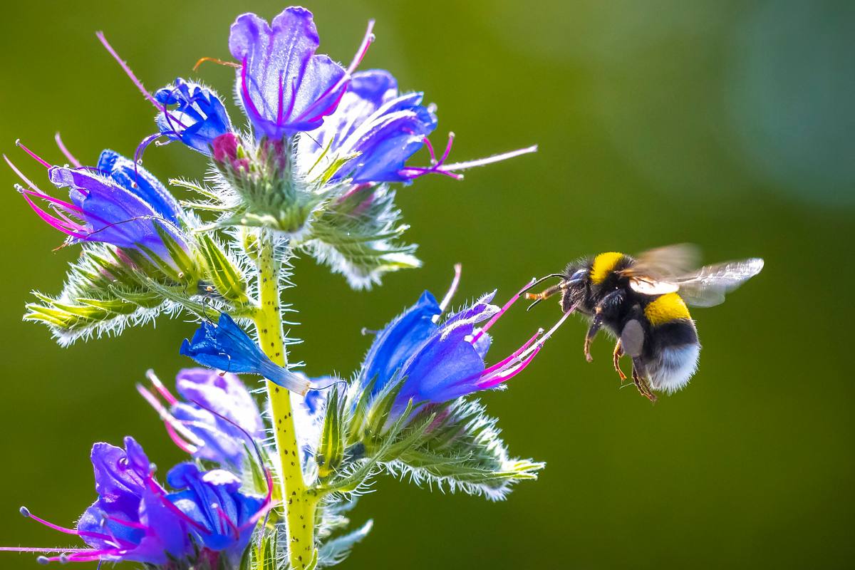 Dunkle Erdhummel beim Anfliegen einer Blüte (Themenbild)