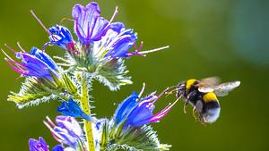 Dunkle Erdhummel beim Anfliegen einer Blüte (Themenbild) - Foto: Sander Meertins/iStock