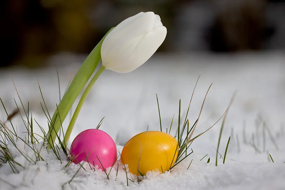 Kommt nochmal Schnee? Eine weiße Tulpe auf einer schneebedeckten Wiese mit einem rosa und einem gelb gefärbten Osterei.