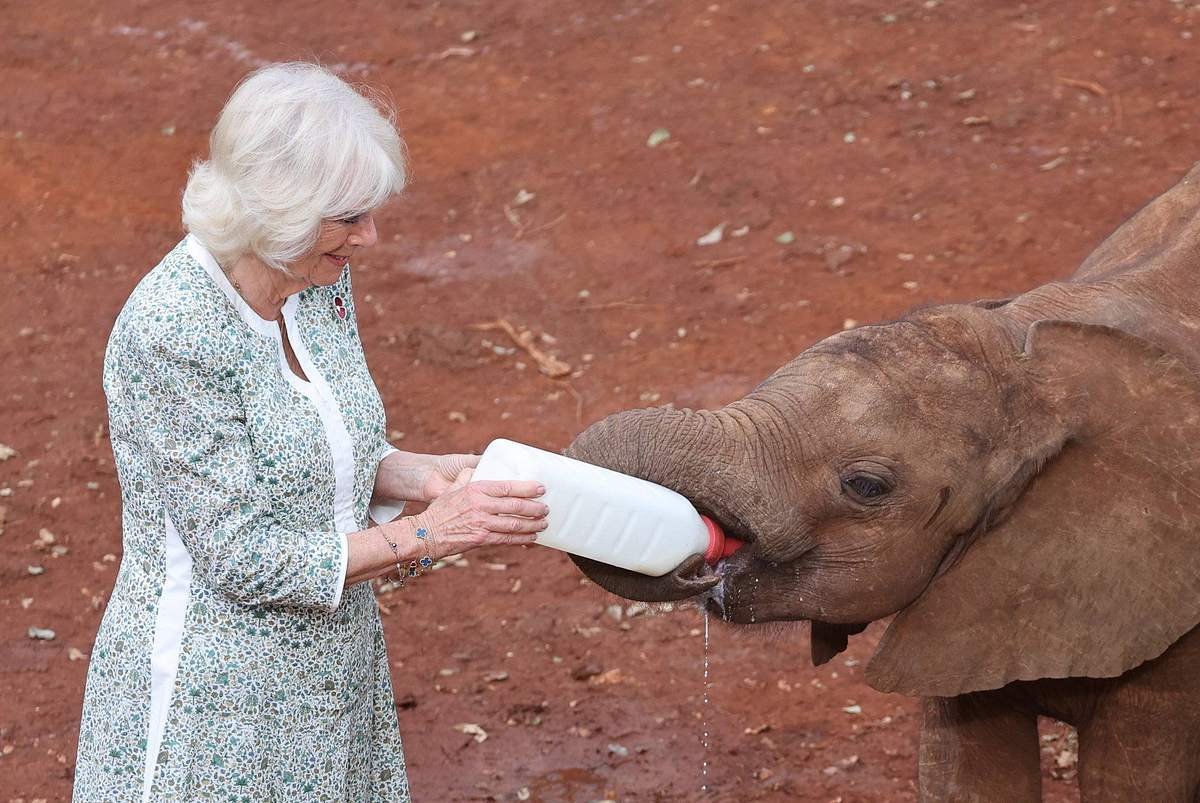 Königin Camilla füttert liebevoll ein Elefantenbaby