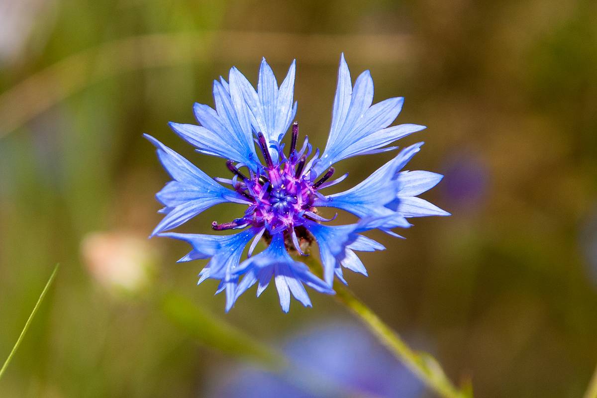 Die Kornblume ist blau und zum Verzehr geeignet.