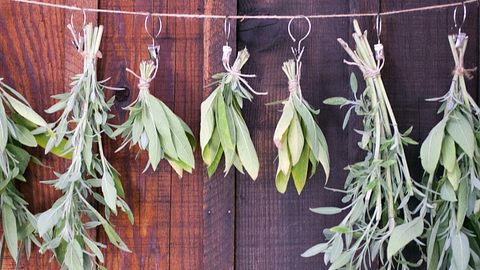 Kräuter trocknen: Lavendel, Rosmarin und Salbei. - Foto: Lara Hata/iStock