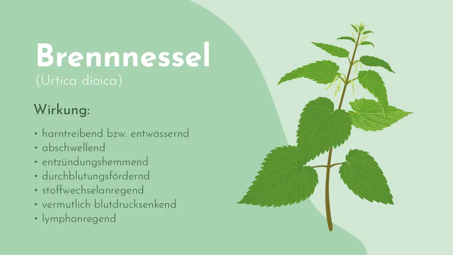 Wirkung der Brennnessel auf einen Blick Wirkung der Brennnessel auf einen Blick