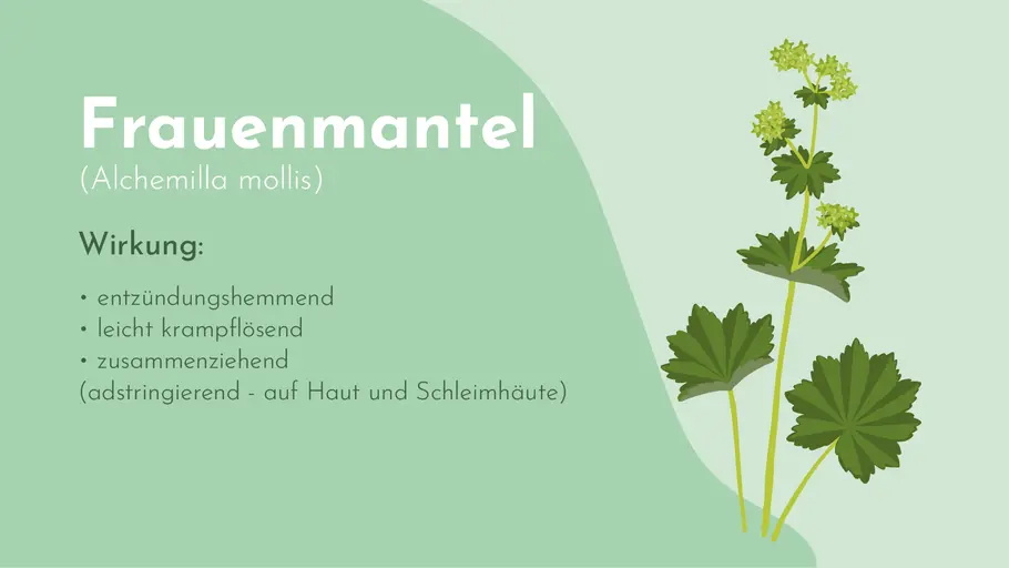 Wirkung des Frauenmantels auf einen Blick Wirkung des Frauenmantels auf einen Blick