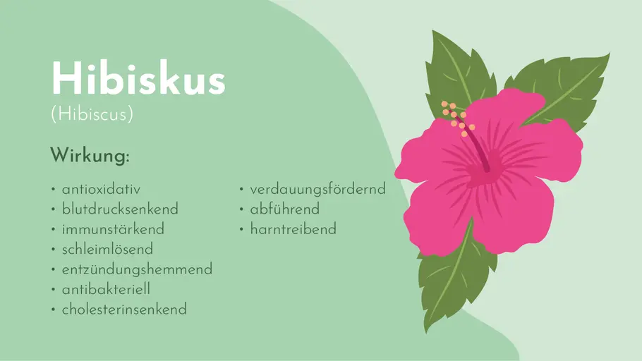 Wirkung des Hibiskus auf einen Blick Wirkung des Hibiskus auf einen Blick
