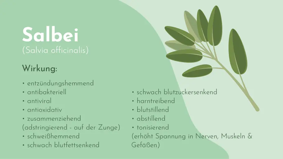Wirkung des Salbeis auf einen Blick Wirkung des Salbeis auf einen Blick