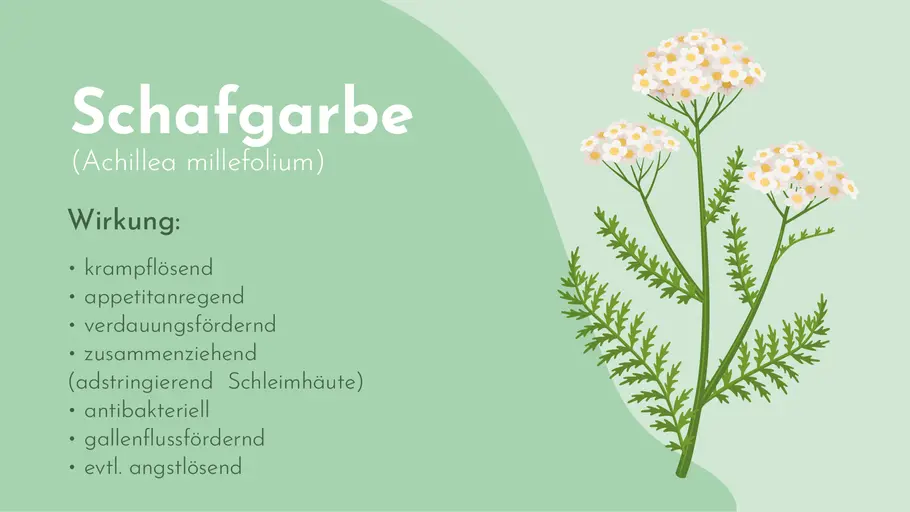 Wirkung der Schafgarbe auf einen Blick Wirkung der Schafgarbe auf einen Blick