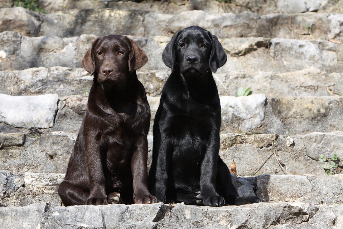 Labrador Retriever Labrador Retriever
