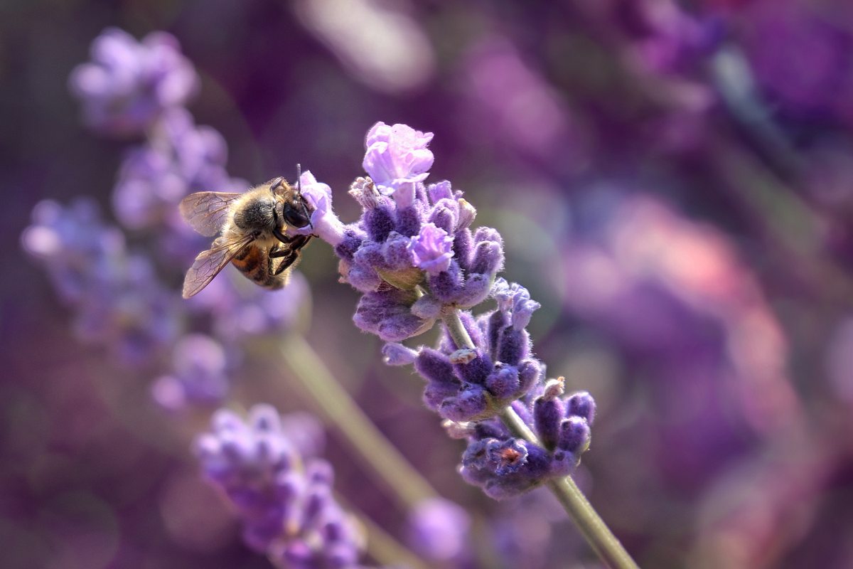 Lavendel ist bedingt essbar und für Schwangere nur in ganz kleinen Mengen geeignet.