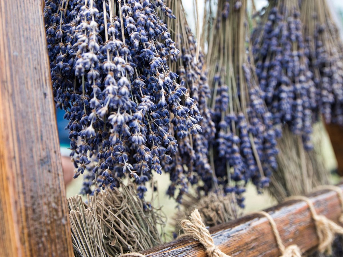 Lavendel trocknen.