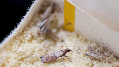 Lebensmittelmotten bekämpfen: Mehlmotte sitzt in Grieß - das Lebensmittel muss weg - Foto: wakila/iStock