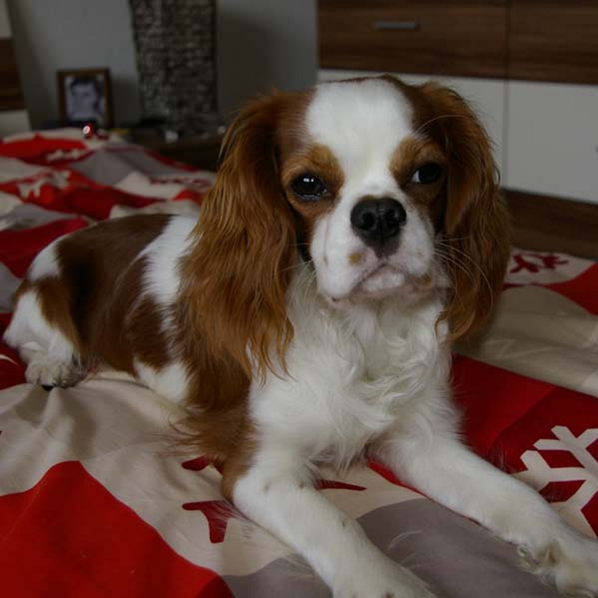 lennox cavalier king charles spaniel