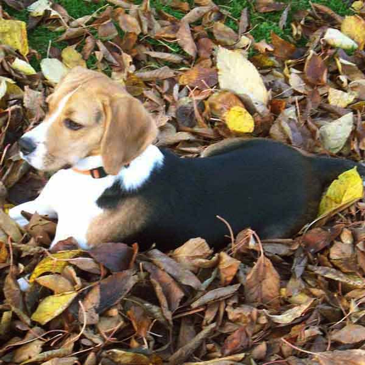 lilly beagle