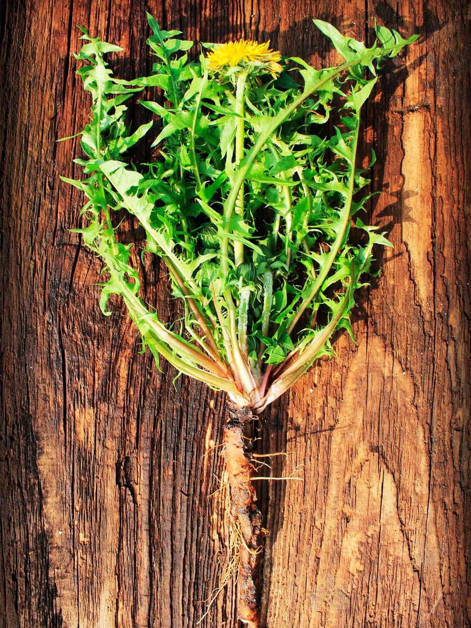 Зеленый корень. Корни одуванчика лекарственного - Radices Taraxaci officinalis. Корни одуванчика ЛРС. Лечебная трава корешки одуванчика. Одуванчик лекарственный корень.