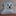 lollo bichon frise malteser lollo bichon frise malteser