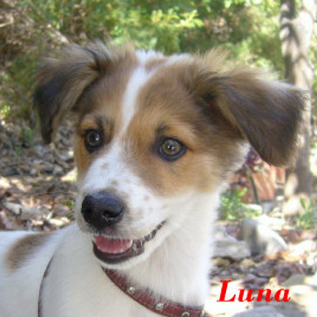 luna border collie pointer mix