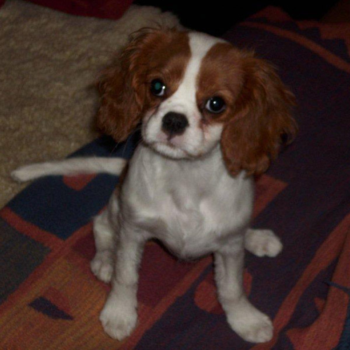 luna cavalier king charles spaniel