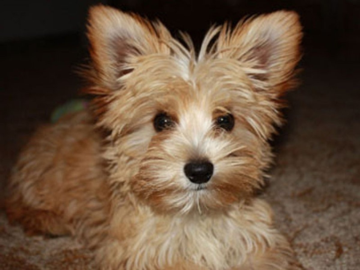 luna westie yorkshire mix