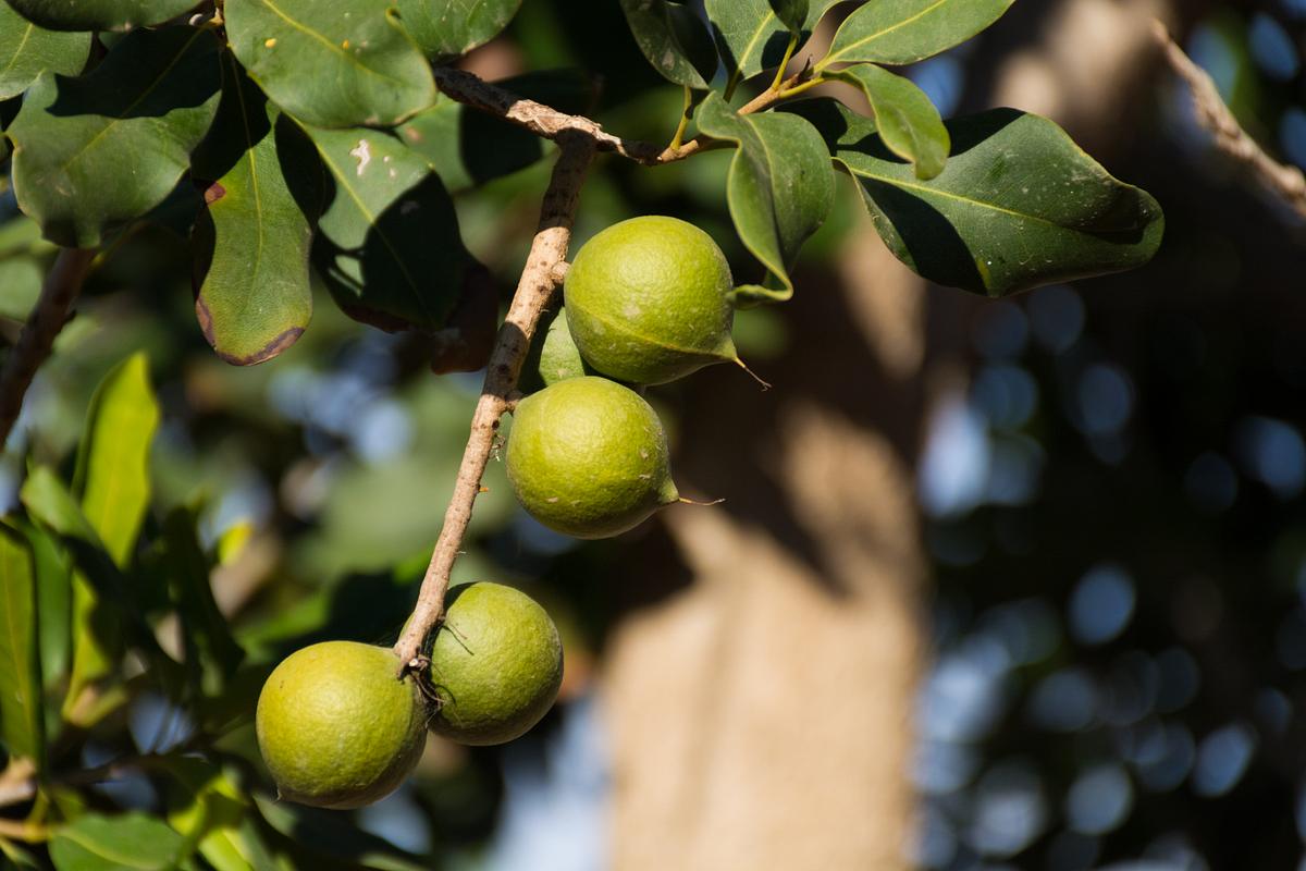 Die gesunde Macadamia ist die einzige Pflanze, deren Ertrag weltweit in großen Mengen Absatz findet.