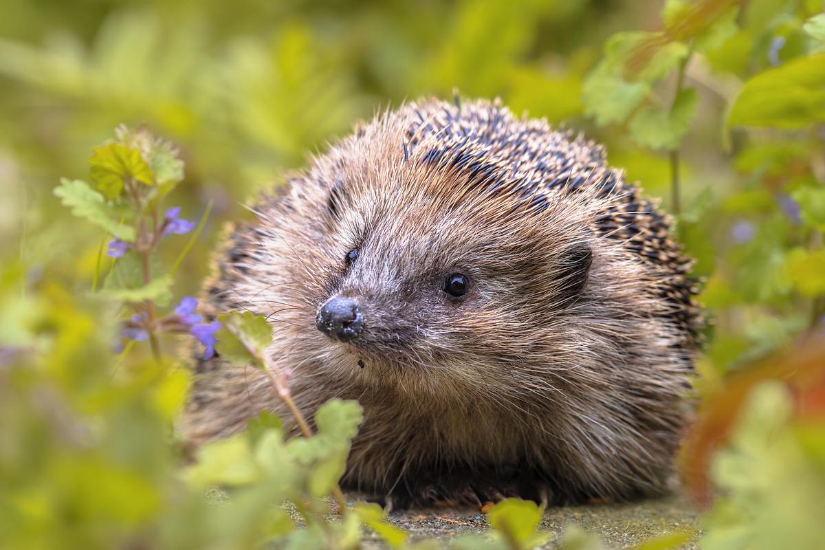 Ein kleiner Igel sitzt im Gras und und blickt arglos in die Ferne.