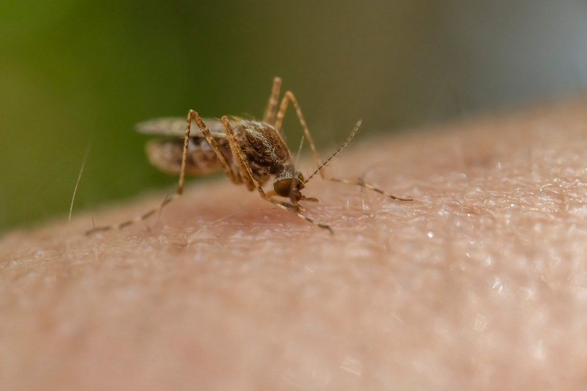 Die Malaria-Mücke ist wieder da! In diesem Urlaubsland ist Vorsicht geboten