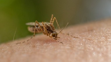 Die Malaria-Mücke ist wieder da! In diesem Urlaubsland ist Vorsicht geboten - Foto: Imagine Photographer/Getty Images (Symbolbild)