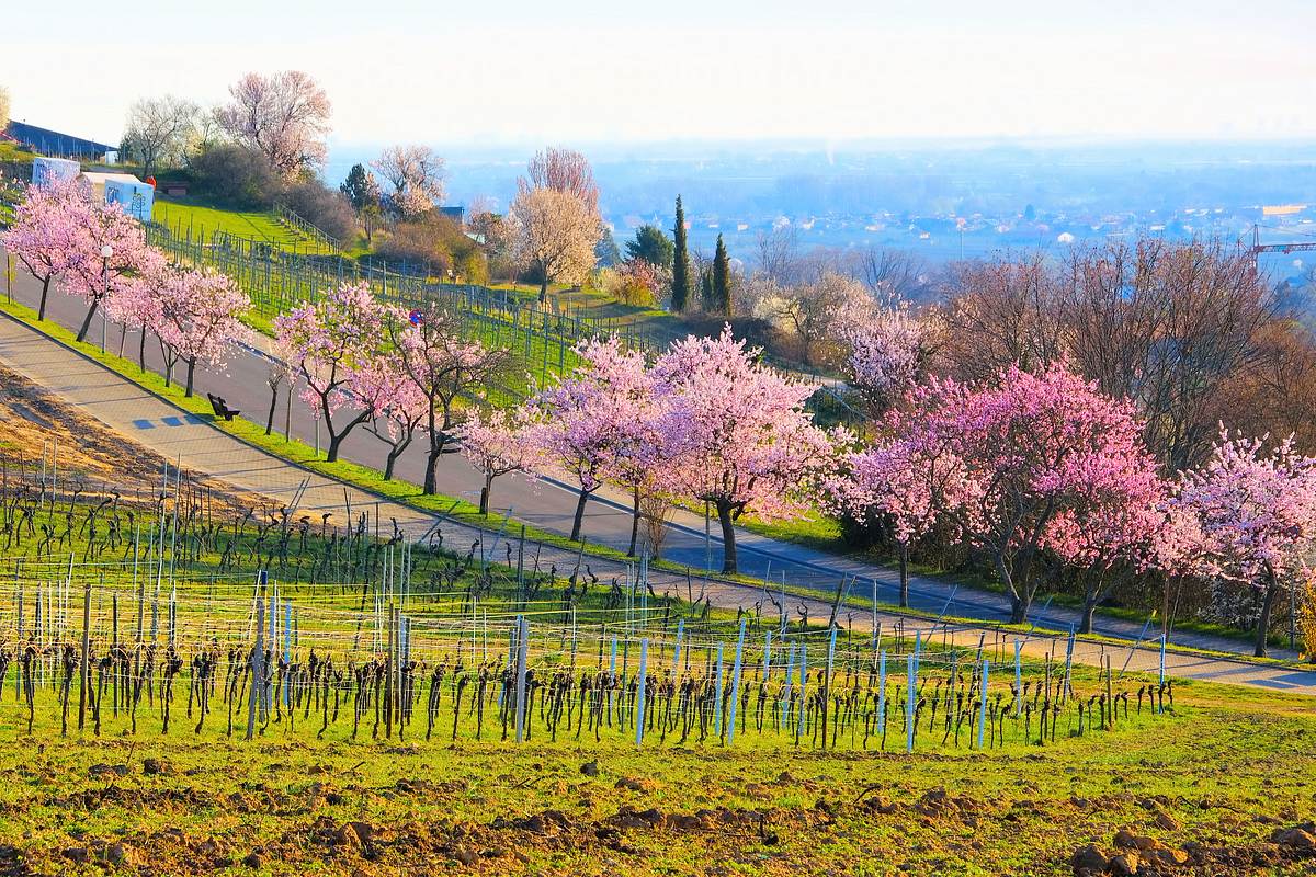 In Weinbauregionen wie hier in Gimmeldingen gibt es auch in Deutschland Mandeln - und die Mandelblüte im Frühling.