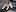 mandy border collie mischling mandy border collie mischling