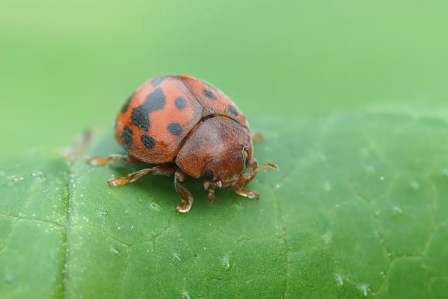 Vierundzwanzigpunkt-Marienkäfer sind als Schädlinge in der Landwirtschaft berüchtigt.