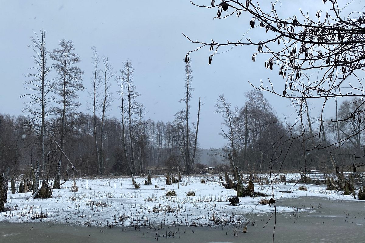 Kalte Waldlandschaft, karg und düster