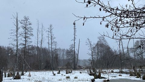 Kalte Waldlandschaft, karg und düster - Foto: Robert Nieznanski/iStock