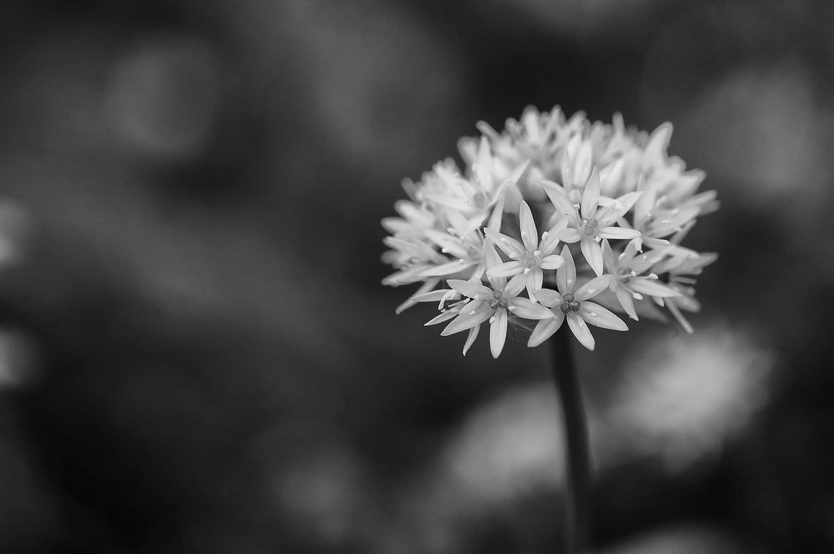 Symbolbild Beileid: Bärlauchblüte. Blühender Bärenknoblauch, schwarz weiß Fotografie