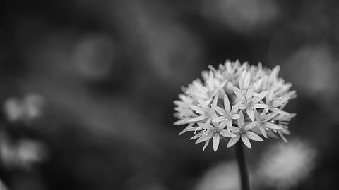 Symbolbild Beileid: Bärlauchblüte. Blühender Bärenknoblauch, schwarz weiß Fotografie - Foto: Ulrich Roesch/iStock