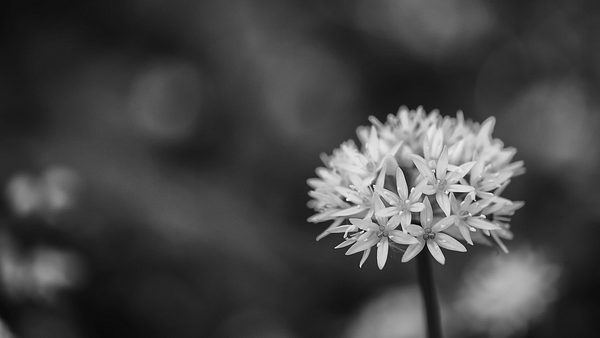 Symbolbild Beileid: Bärlauchblüte. Blühender Bärenknoblauch, schwarz weiß Fotografie - Foto: Ulrich Roesch/iStock