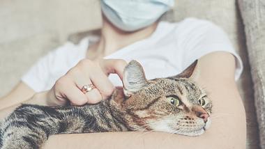 Unter den Haustieren sollen Katzen besonders gefährdet sein, was eine mögliche Corona-Infektion angeht. - Foto: istock/gesrey