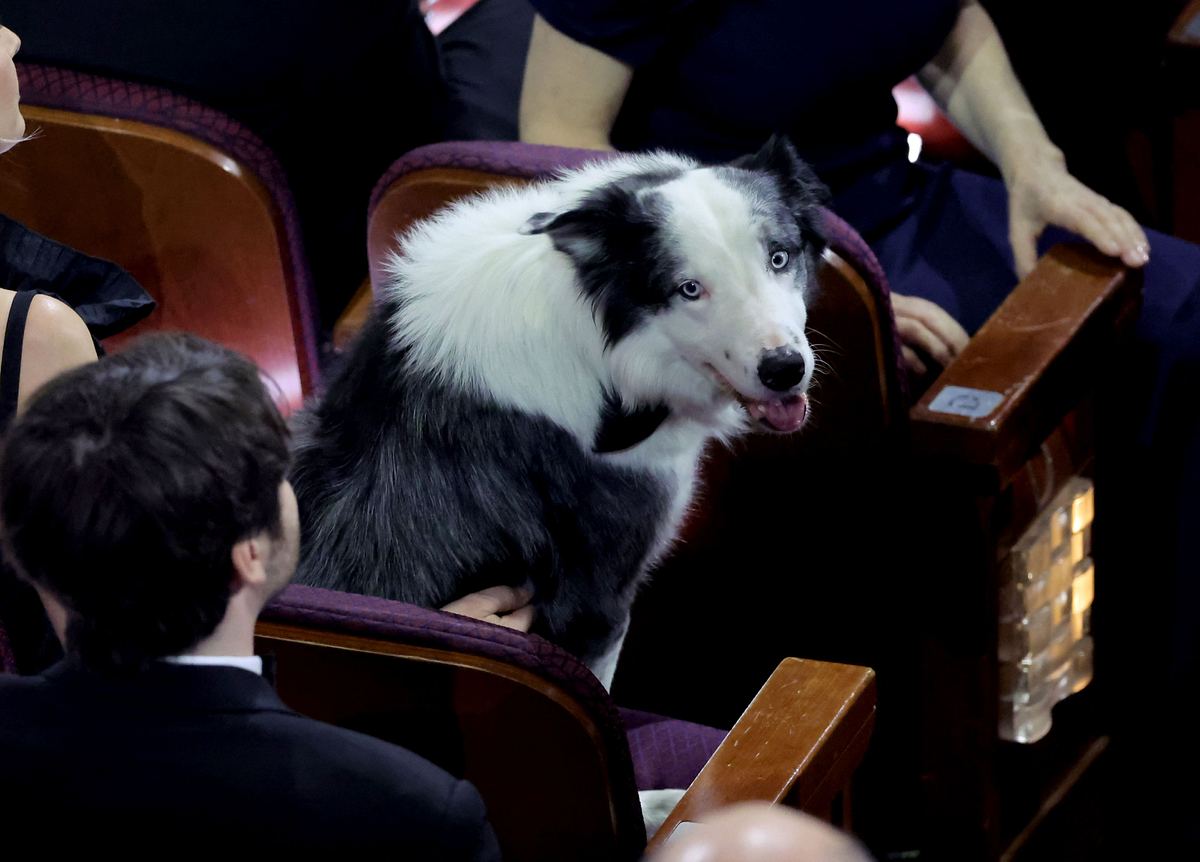 Oscars 2024: So hat Hund Messi allen die Show gestohlen!