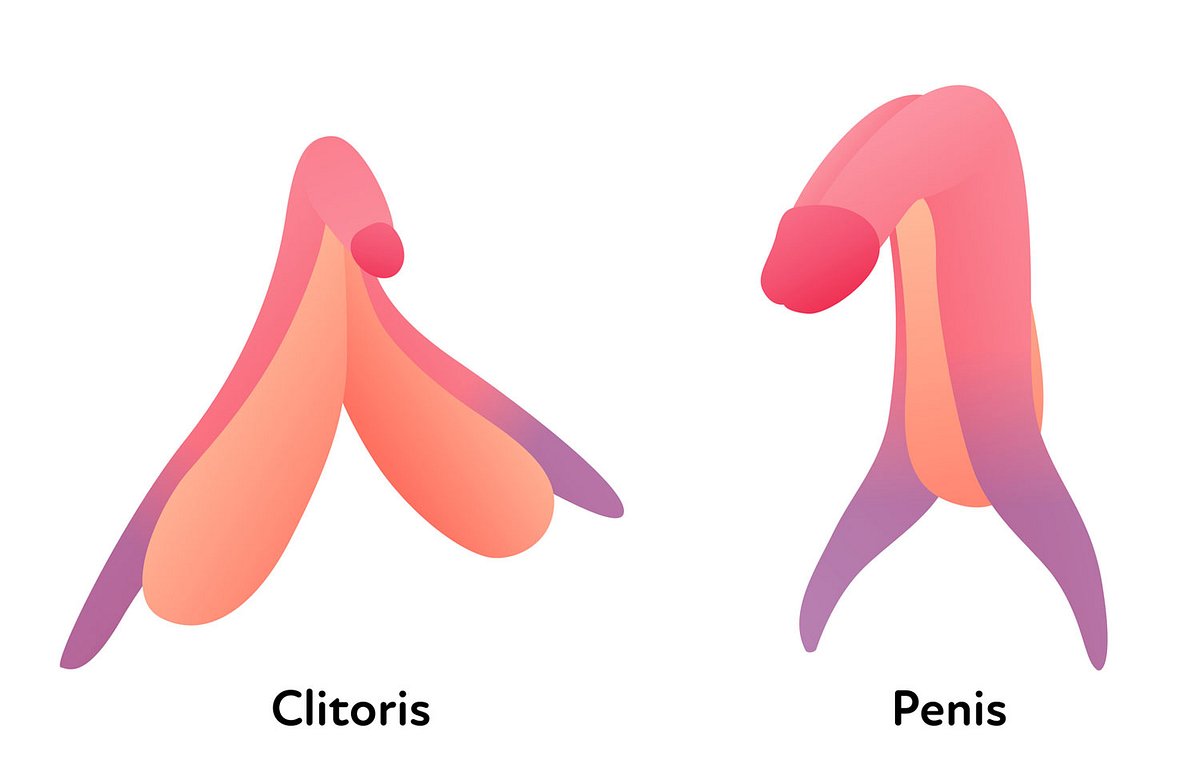 Die Anatomie der Klitoris und des Penis im Vergleich. Ein Minivibrator stimuliert die Klitoris äußerlich an der Spitze und in der Vagina zwischen den Klitoris-Schenkeln